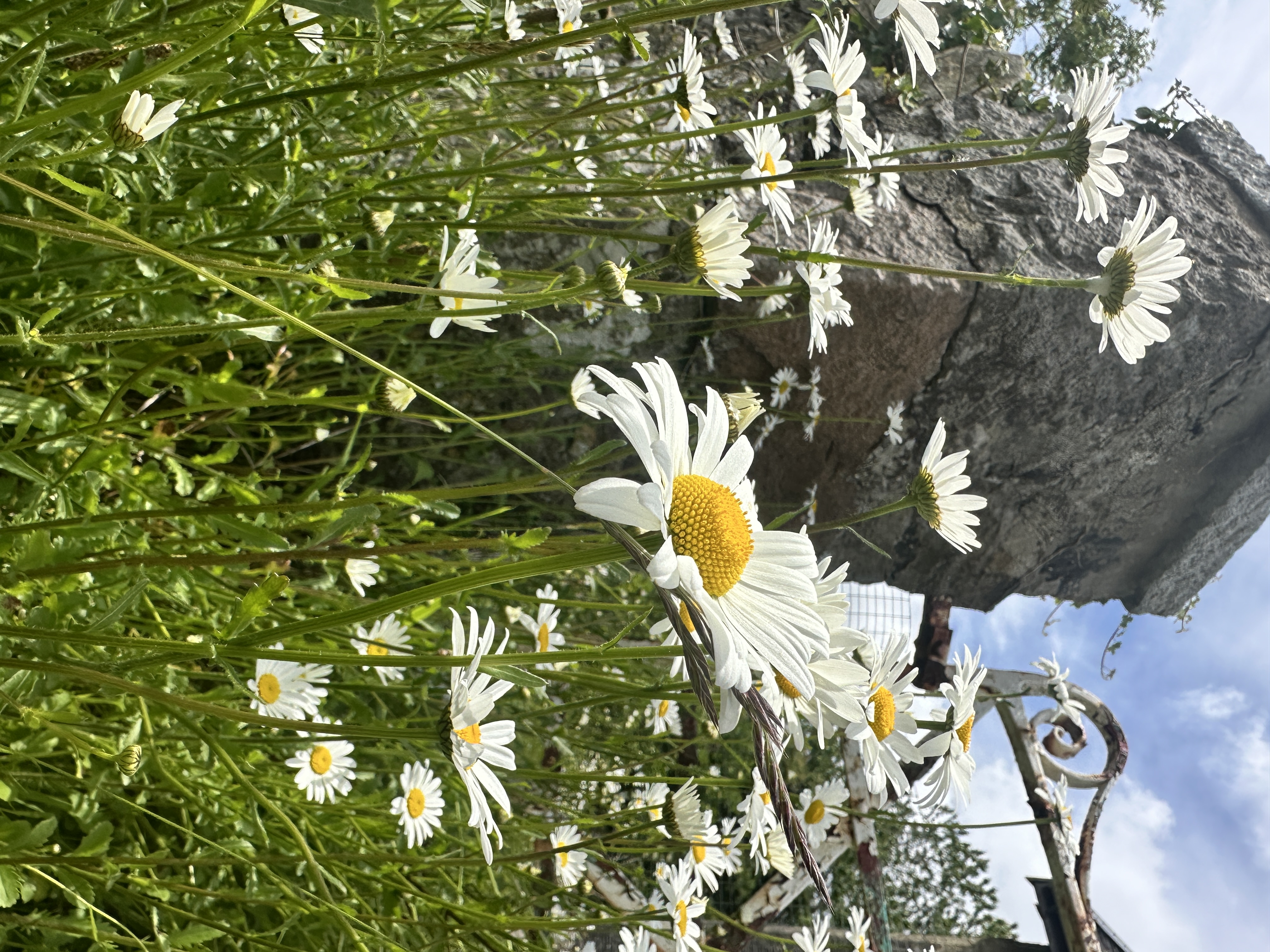 IMG_0714.jpeg
